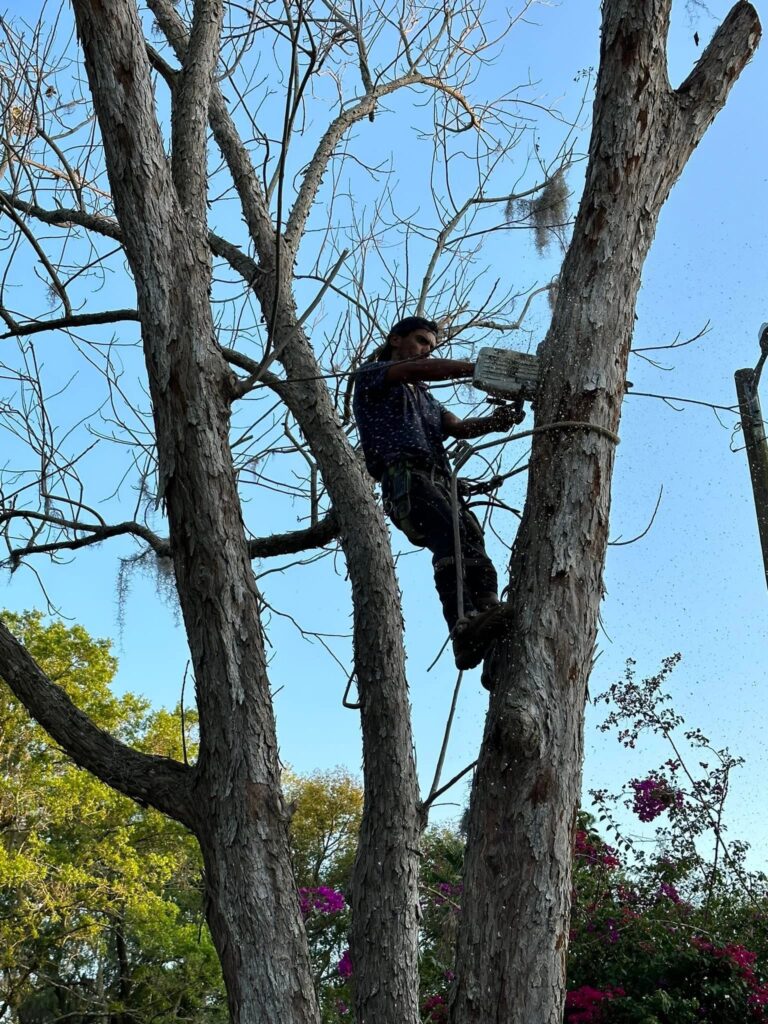 Tree-Removal