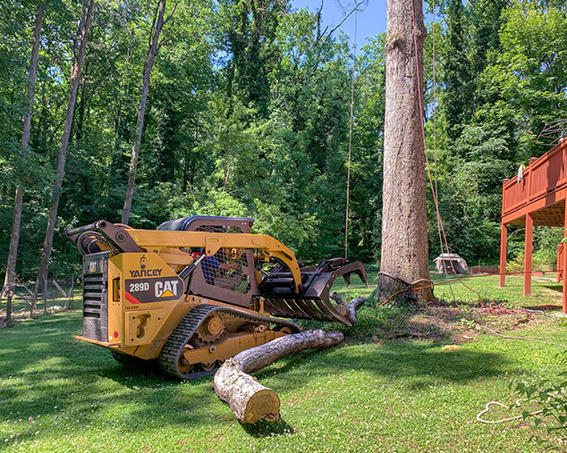 Tree Removal Laws in Atlanta: What Every Homeowner and Builder Must Know