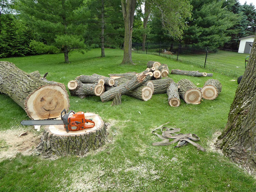 Tree Removal vs Trimming in Atlanta: When to Choose the Right Tree Care Approach