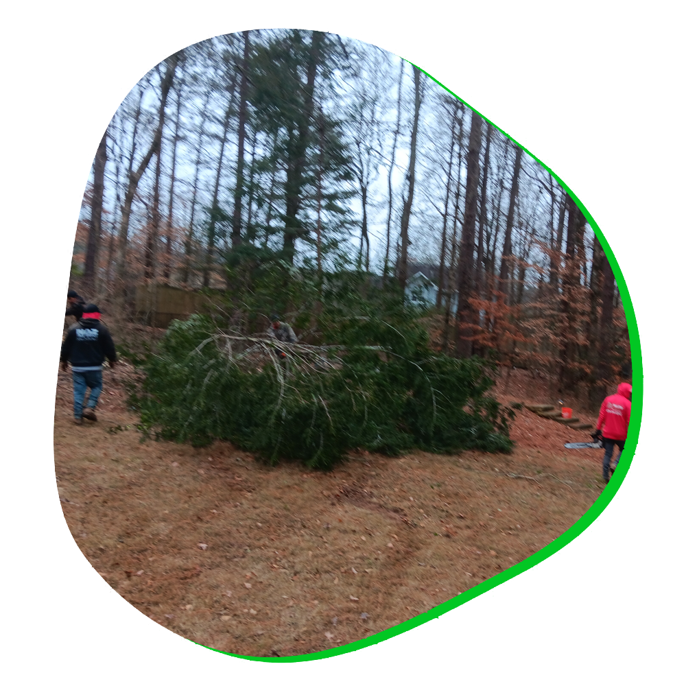 land-clearing-1